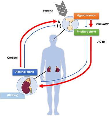 Molecular Mechanisms of Glucocorticoid Resistance in Corticotropinomas: New Developments and Drug Targets